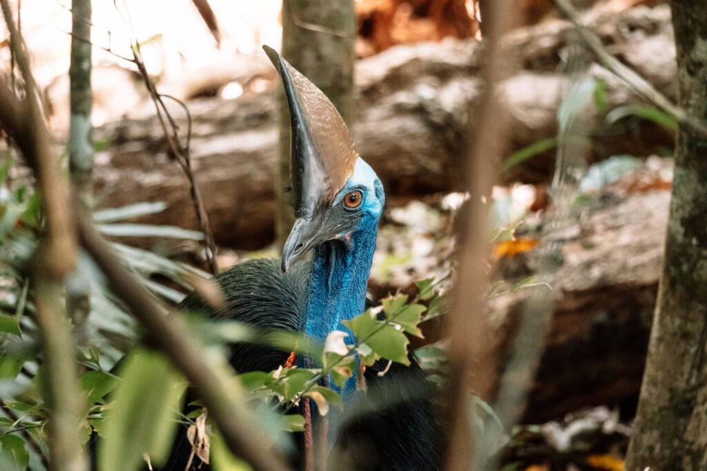 Porträtaufnahme eines wilden Helmkasuars mit leuchtend blauem Hals und markantem Hornkamm, der durch das dichte Blätterdickicht im Daintree-Regenwald blickt.