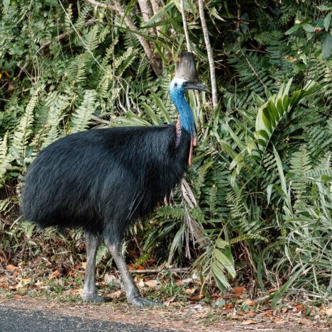 Kakadu-Steckbrief: Australiens schlaue Clowns – Alle 14 Arten, Verhalten & Wildlife-Spots