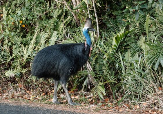 Ein ausgewachsener Helmkasuar mit leuchtend blauem Hals und markantem Hornkamm steht am Straßenrand vor den dichten grünen Farnen des Daintree-Regenwalds.