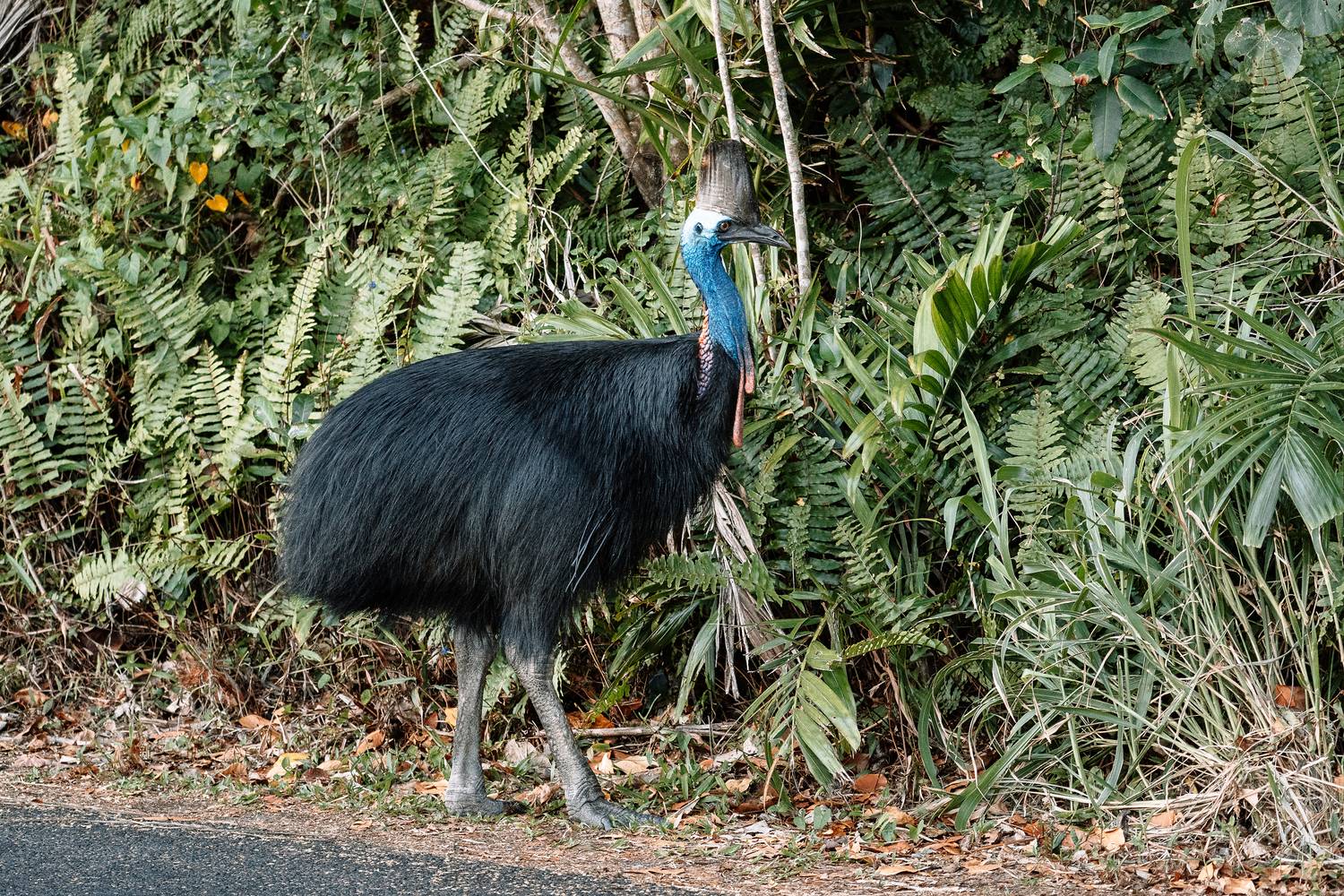 Ein ausgewachsener Helmkasuar mit leuchtend blauem Hals und markantem Hornkamm steht am Straßenrand vor den dichten grünen Farnen des Daintree-Regenwalds.