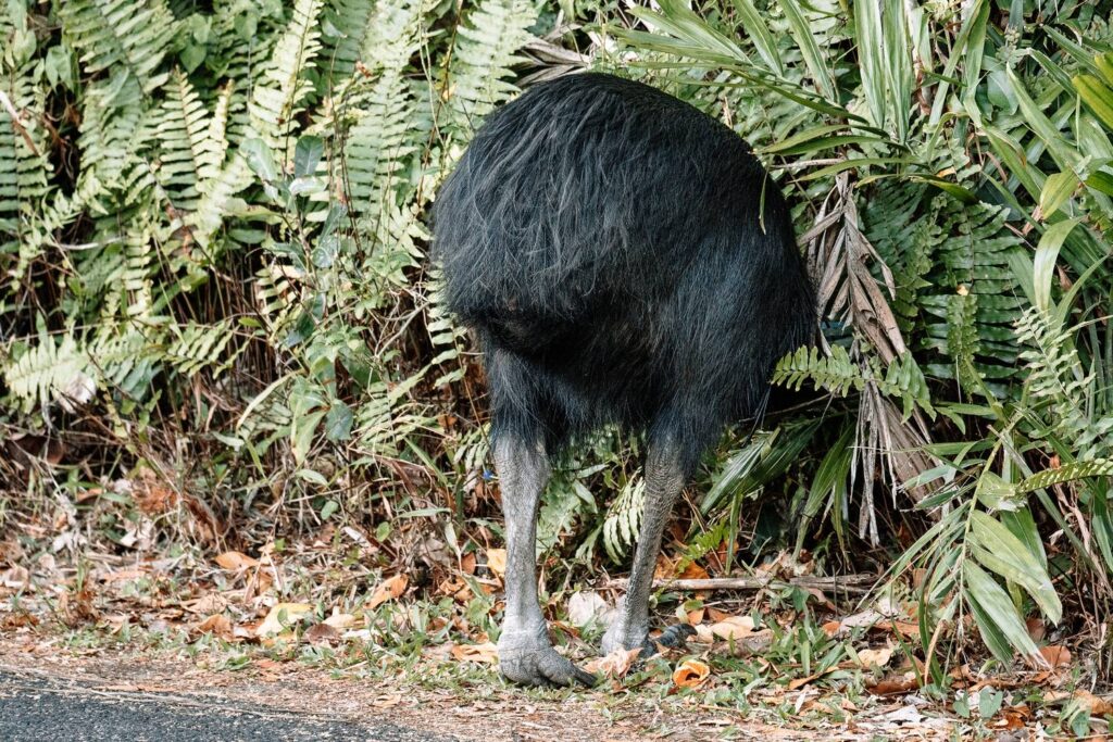Rückansicht eines wilden Helmkasuars mit dichtem schwarzen Federkleid und kräftigen Beinen, der am Straßenrand im dichten Grün des Daintree-Regenwalds verschwindet.