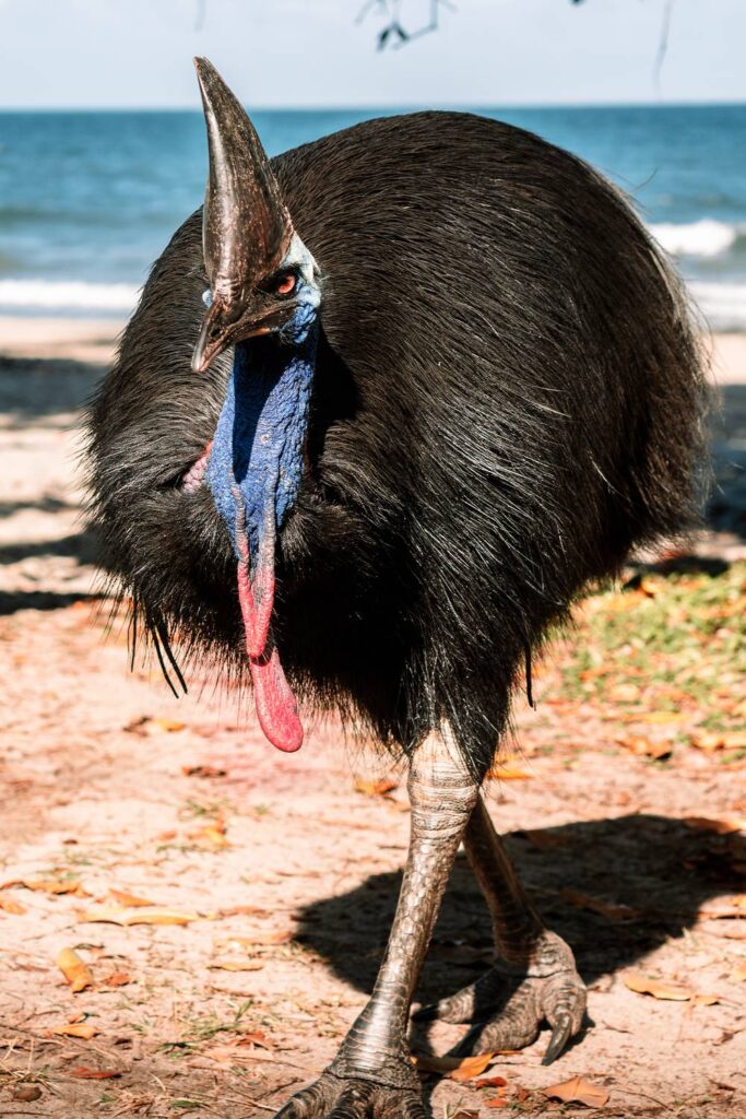 Ein wilder Helmkasuar mit leuchtend blauem Hals und markantem Hornkamm läuft an einem sonnigen Strand im Daintree Nationalpark vor der Kulisse des Meeres. Kasuar Steckbrief von Auszeit Abenteuer