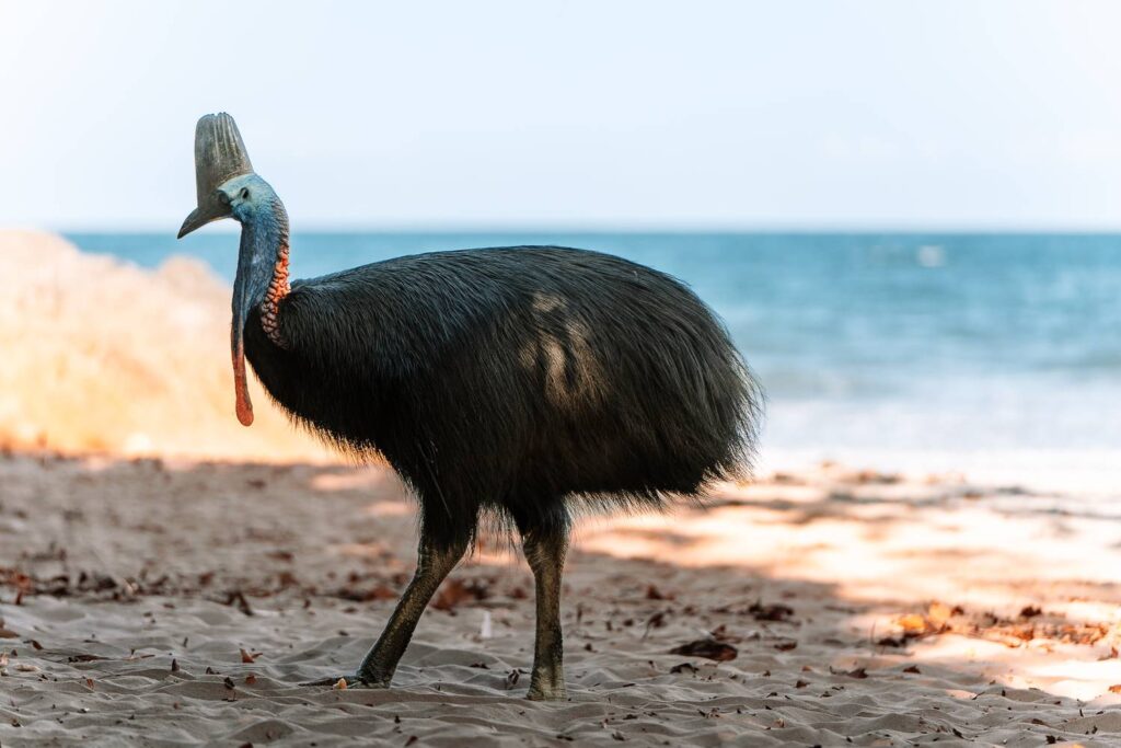 Ein ausgewachsener Helmkasuar spaziert im Profil über den feinen Sandstrand im Daintree-Nationalpark vor der Kulisse des blauen Meeres.