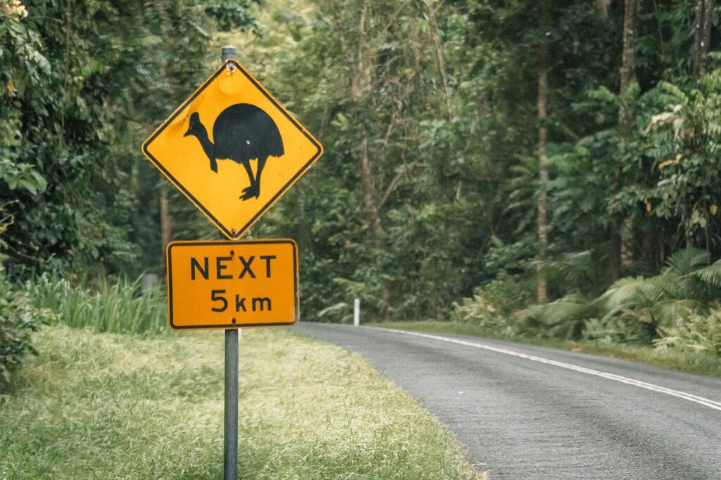 Ein gelbes Warnschild mit der schwarzen Silhouette eines Helmkasuars steht am Rand einer kurvigen Straße im dichten tropischen Regenwald des Daintree-Nationalparks.