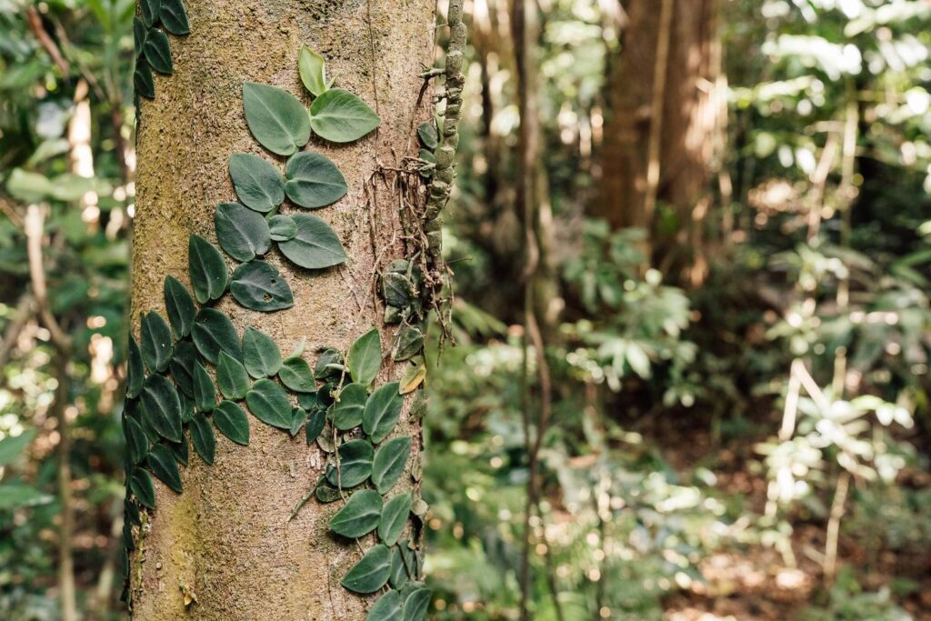 Eine tropische Kletterpflanze rankt mit sattgrünen Blättern an einem Baumstamm im dichten Daintree-Regenwald empor.