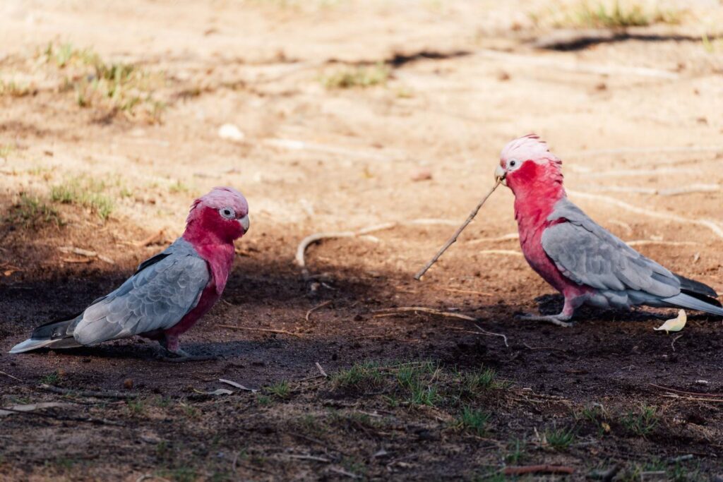Zwei rosa-graue Rosakakadus stehen auf staubigem Naturboden in Kalbarri, Westaustralien, wobei einer der Vögel verspielt ein kleines Stöckchen im Schnabel hält.