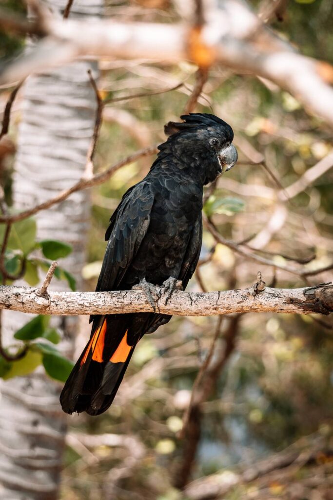 Ein männlicher Rotschwanz-Rabenkakadu mit tiefschwarzem Gefieder und leuchtend orange-roten Schwanzfedern sitzt auf einem astreichen Baum in Queensland.