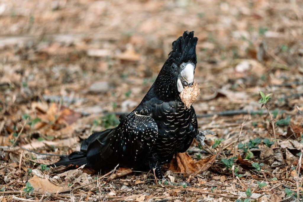 Ein weiblicher Rotschwanz-Rabenkakadu mit gelb geflecktem Gefieder sitzt im trockenen Laub am Boden in Queensland und hält eine Samenkapsel im Schnabel.