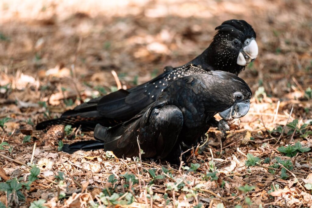 Ein Paar schwarzer Rotschwanz-Rabenkakadus sitzt auf dem trockenen, laubbedeckten Boden in Queensland, während einer der Vögel geschickt eine Frucht mit Schnabel und Kralle verspeist.