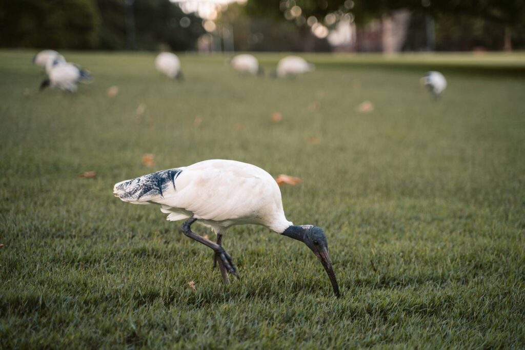 Ein australischer Weißibis sucht mit seinem langen Schnabel auf einer grünen Rasenfläche nach Nahrung.
