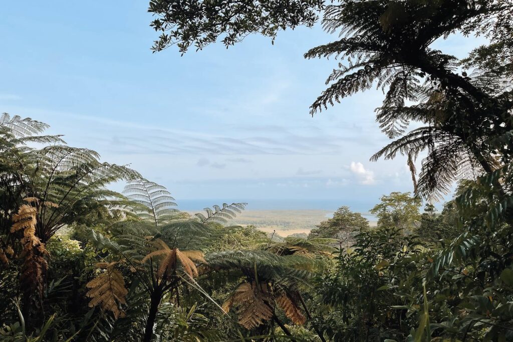 Blick durch üppige Baumfarne von einem Aussichtspunkt im Daintree-Nationalpark über den dichten Regenwald bis hin zur Küste und dem Meer unter blauem Himmel.