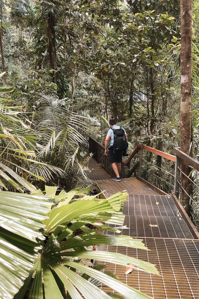 Mario wandert mit Rucksack über einen metallenen Steg inmitten des dichten tropischen Regenwalds am Daintree Discovery Centre.