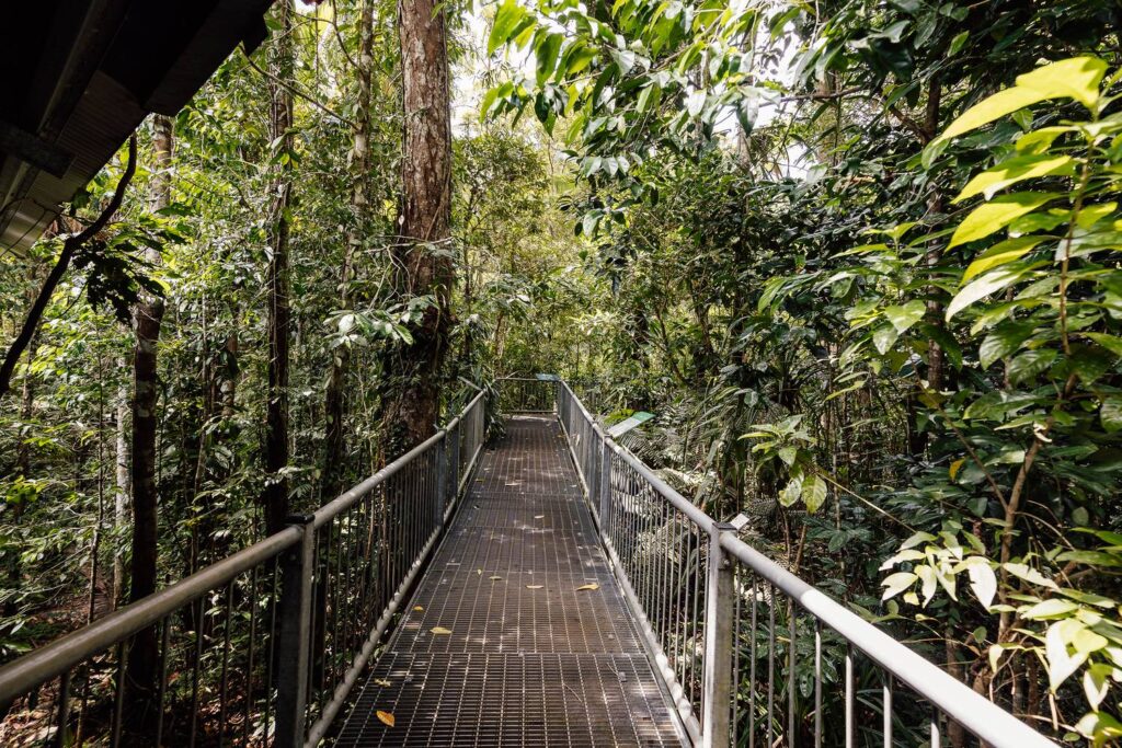 Ein erhöhter Metallsteg des Canopy Walkways führt mitten durch das dichte, sattgrüne Blätterdach des tropischen Regenwalds im Daintree Discovery Centre.