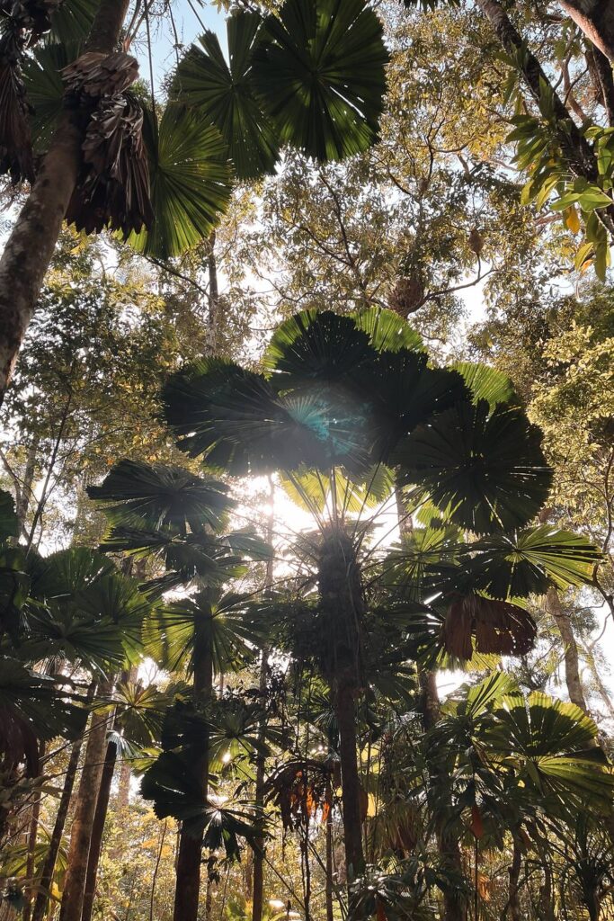 Blick von unten in das dichte Blätterdach des Daintree-Regenwalds mit hochgewachsenen Fächerpalmen, durch deren runde Wedel das helle Sonnenlicht schimmert.