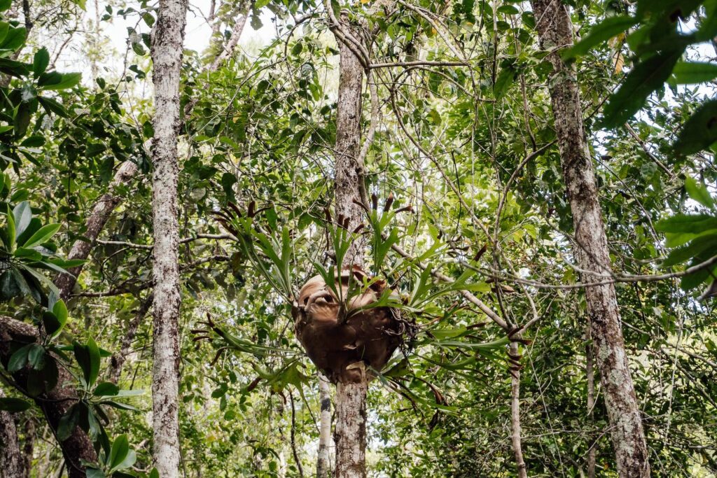 Ein großer Hirschgeweihfarn wächst als Epiphyt an einem Baumstamm inmitten des dichten, grünen Daintree-Regenwaldes am Marrdja Boardwalk.