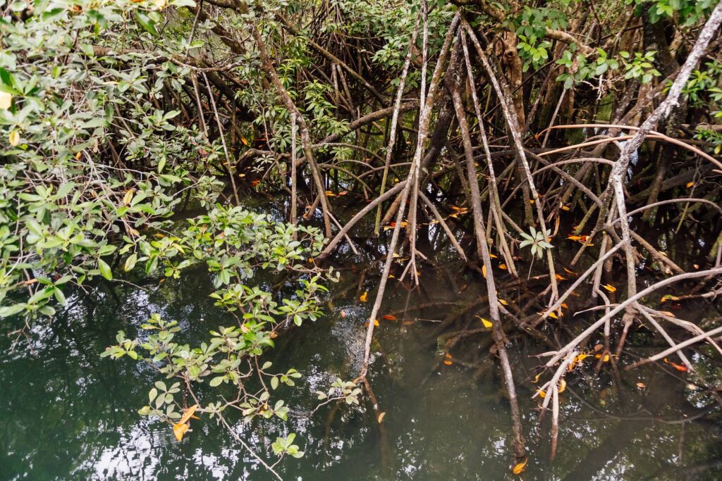 Verzweigte Stelzwurzeln von Mangroven ragen am Marrdja Boardwalk im Daintree-Nationalpark in das ruhige, dunkle Wasser mit treibenden Blättern.