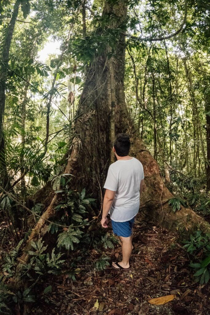 Mario steht beeindruckt vor den mächtigen Brettwurzeln eines uralten Urwaldriesen im dichten Daintree-Regenwald in Queensland.