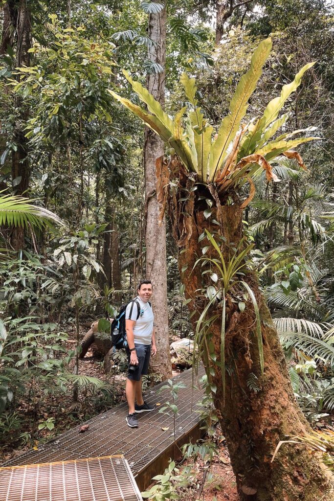 Mario wandert mit Rucksack und Kamera auf dem Marrdja Boardwalk durch den dichten tropischen Regenwald des Daintree Nationalparks, vorbei an einem moosbedeckten Baum mit großem Nestfarn.