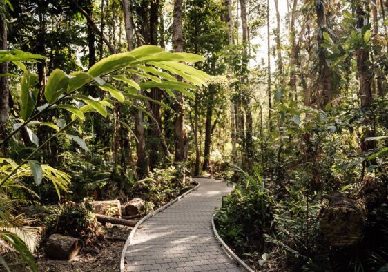 Ein geschwungener Spazierweg des Marrdja Boardwalks schlängelt sich durch den dichten tropischen Regenwald im Daintree-Nationalpark, während warmes Sonnenlicht durch das Blätterdach fällt.