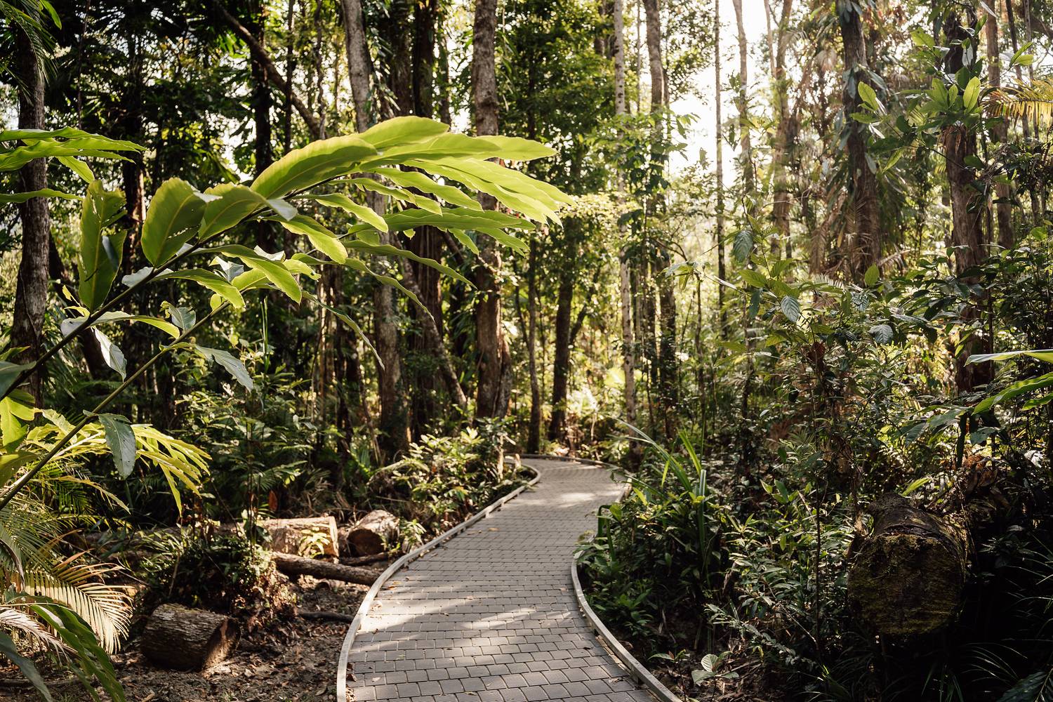 Ein geschwungener Spazierweg des Marrdja Boardwalks schlängelt sich durch den dichten tropischen Regenwald im Daintree-Nationalpark, während warmes Sonnenlicht durch das Blätterdach fällt.