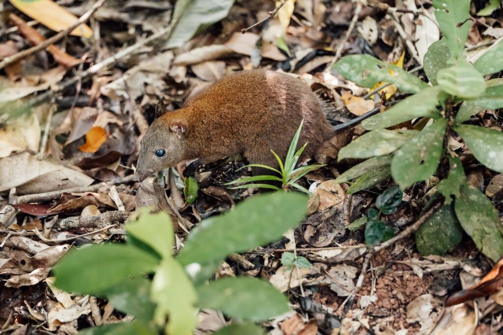 Ein kleines Moschusrattenkänguru mit braunem Fell sucht auf dem mit Laub bedeckten Boden des Daintree-Regenwalds nach Nahrung.