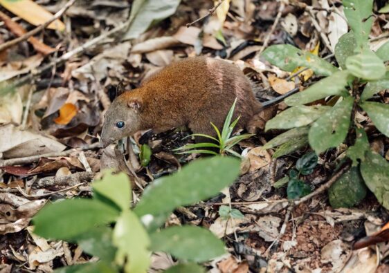 Moschusrattenkaenguru im Daintree Regenwald: Ein kleines Moschusrattenkaenguru mit braunem Fell sucht auf dem mit Laub bedeckten Boden des Daintree-Regenwalds nach Nahrung.