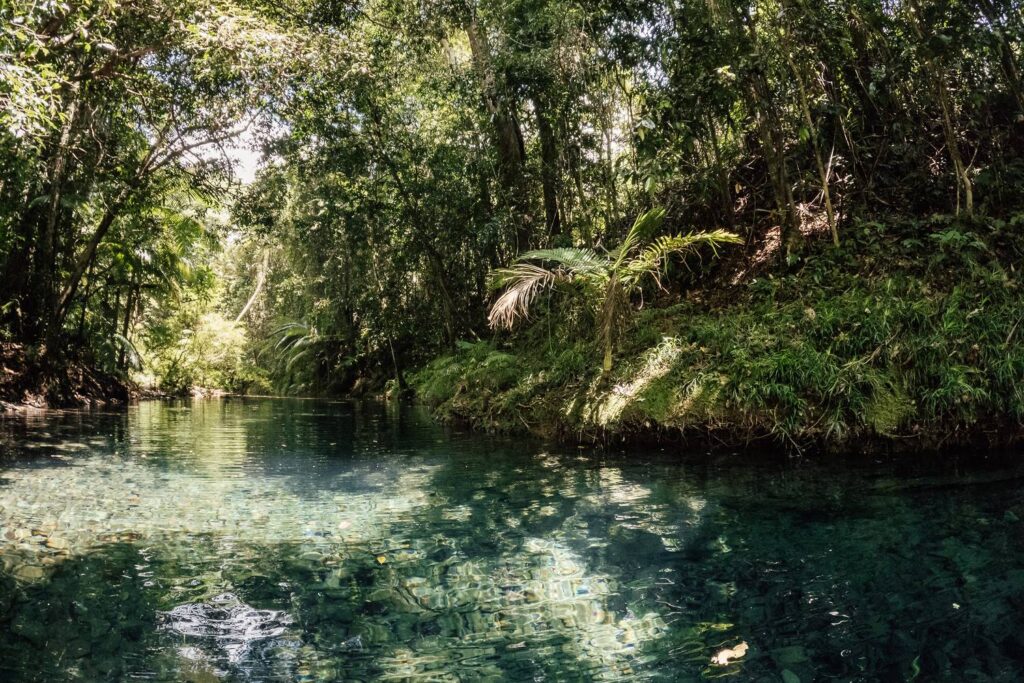 Kristallklares, türkisblaues Wasser fließt durch einen idyllischen Creek im dichten Daintree-Regenwald, umgeben von üppig grünen Farnen und tropischen Bäumen.