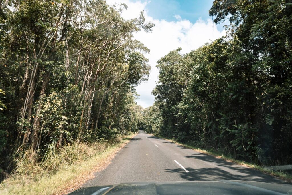 Blick aus dem fahrenden Auto auf eine asphaltierte Straße, die mitten durch den dichten, grünen Regenwald des Daintree Nationalparks führt.