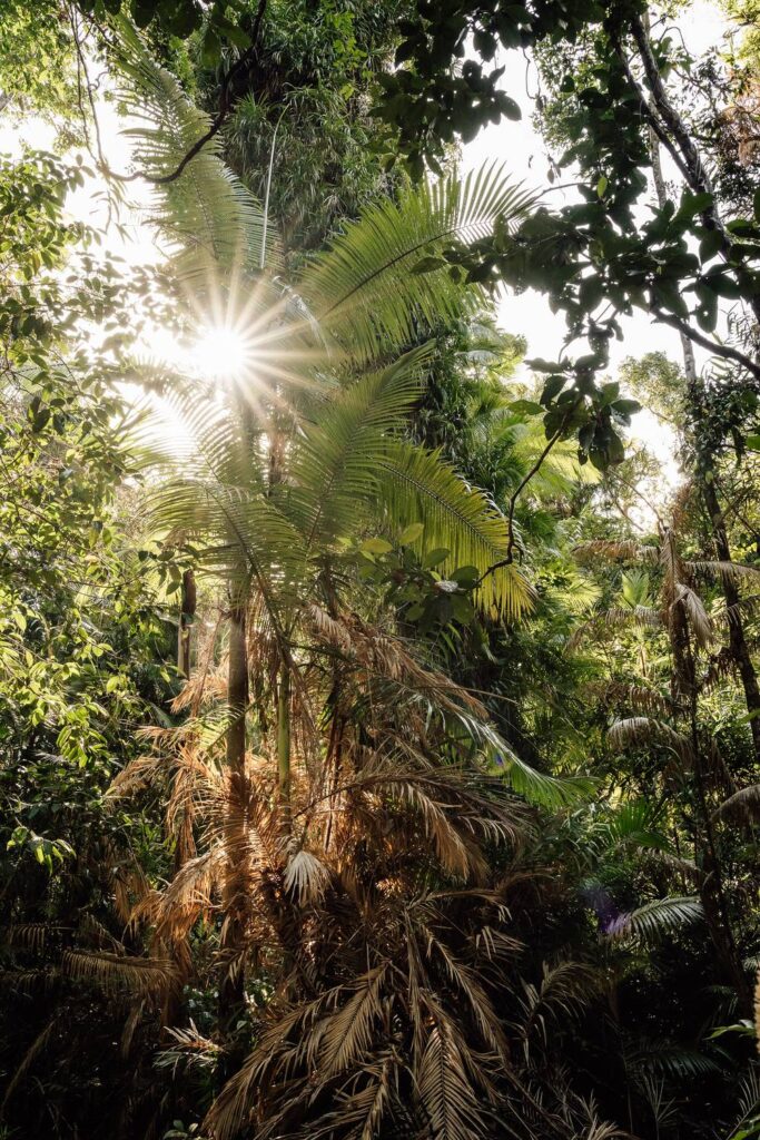 Ein strahlender Sonnenstern bricht durch die dichten Palmenwedel im üppigen Blätterdach des Daintree-Regenwaldes.