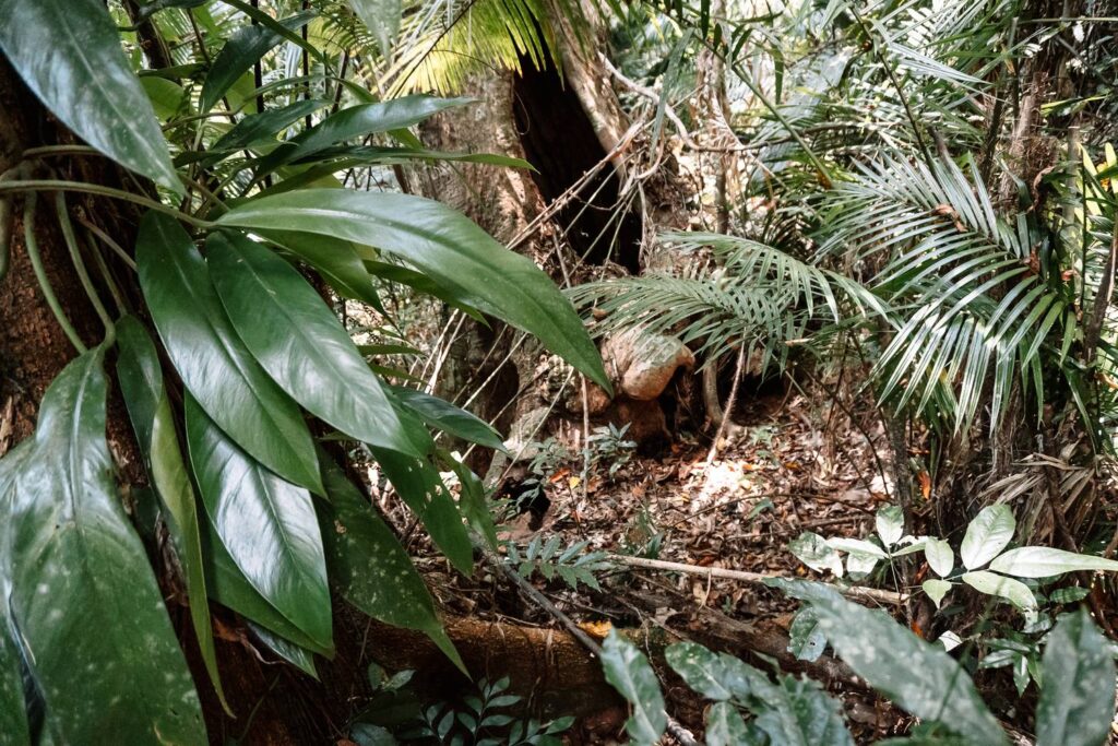 Üppige tropische Vegetation mit glänzenden grünen Kletterblättern, Palmenwedeln und einem knorrigen Baumstamm im dichten Unterholz des Daintree-Nationalparks. Fotografie von Auszeit Abenteuer.