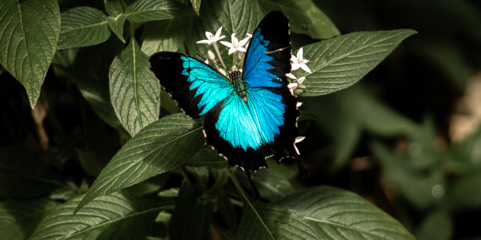 Ein leuchtend blauer Ulysses-Schmetterling auf weißen Blüten im Daintree-Regenwald bei Cape Tribulation – Auszeit Abenteuer.