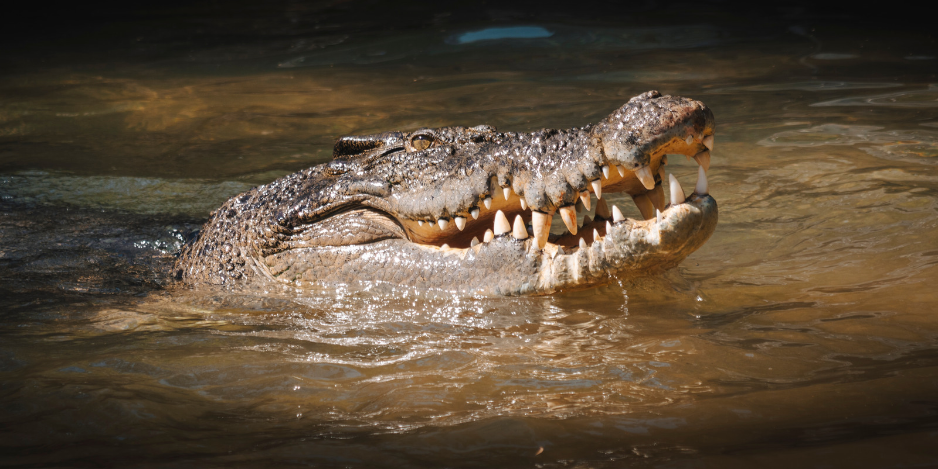 Ein großes Salzwasserkrokodil (Leistenkrokodil) mit weit geöffnetem Maul im trüben Wasser als Sicherheits-Hinweis für das Thema Be Crocwise bei Daintree Nationalpark – Auszeit Abenteuer.